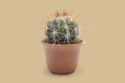 Close-up of cactus plant in pot