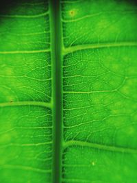 Full frame shot of green leaf