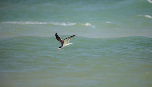 Black skimmer tern rynchops niger skims the ocean for food at clam pass in naples, florida