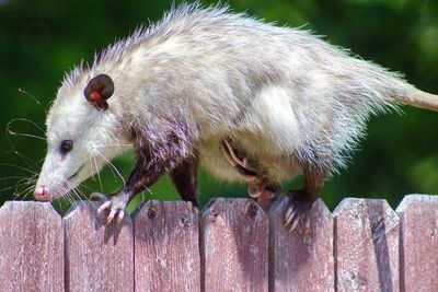 Close-up of possum walking on wooden fence