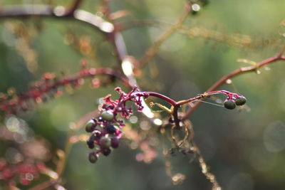 Close-up of berries growing on tree