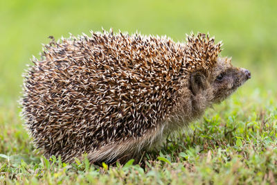 Close-up of an animal on grass