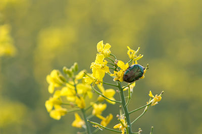 Close-up of insect on yellow flower