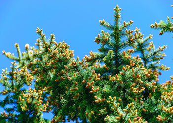 Bright spruce buds, young cones on a sky background, spruce flowers in spring
