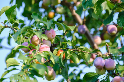 Plum tree with juicy fruits on sunset light download