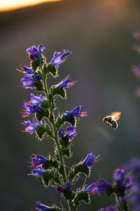 Bee pollinating on purple flowering plant