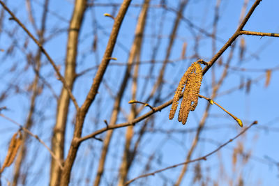branch