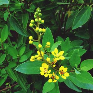 Close-up of yellow flowers on plant