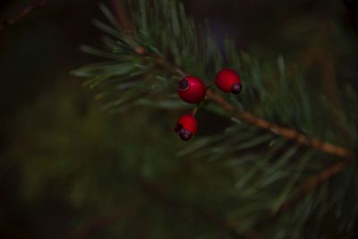 Close-up of red berries growing on tree