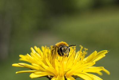 Close-up of bee pollinating on yellow flower