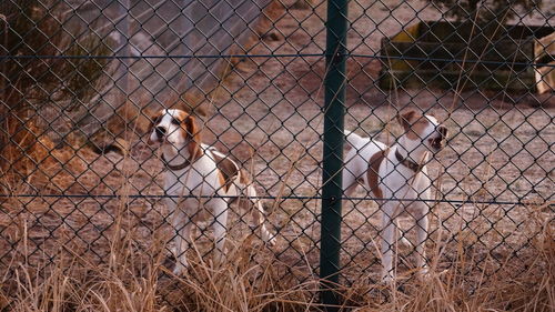 Close-up of dog