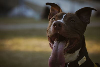 Close-up of dog