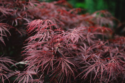 Close-up of red leaves on plant