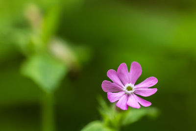 Close-up of flower blooming in park