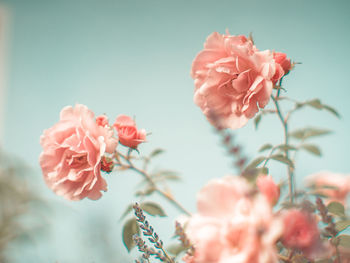 Close-up of pink roses