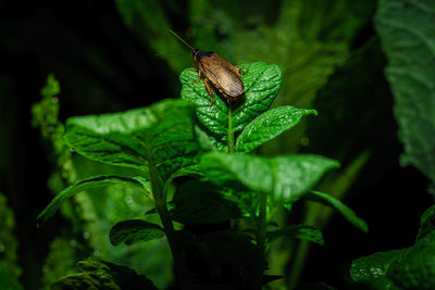 Close-up of insect on leaves