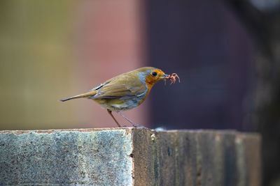 Close-up of bird perching on wall