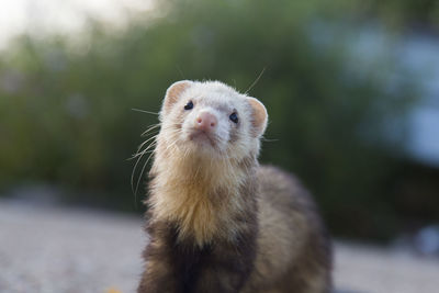 Close-up portrait of an animal