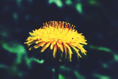 Close-up of yellow flower against blurred background