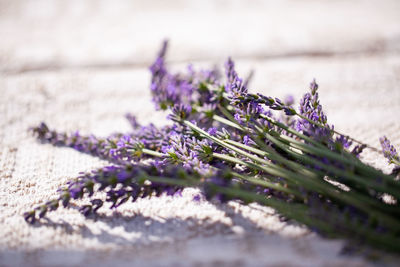 Close-up of purple flowering plants