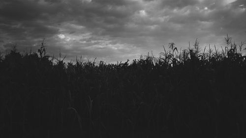 Plants growing on field against sky