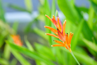 Yellow flowers on green nature background.