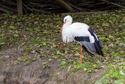 Close-up of white bird perching on field