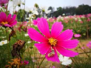 Close-up of pink flowers blooming outdoors