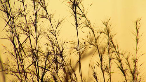 Plants at sunset