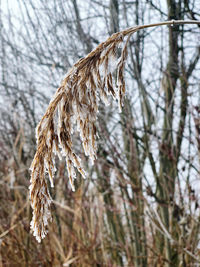 Close-up of wilted plant