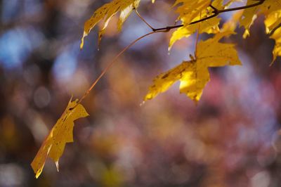 Close-up of yellow maple leaves