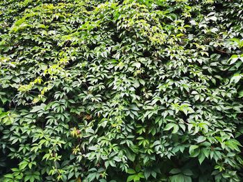 Full frame shot of green leaves