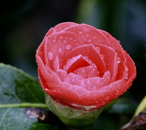 Close-up of red rose