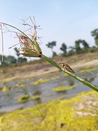 Close-up of insect on plant