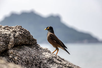 Bird perching on rock