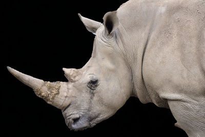 Close-up of rhinoceros over black background