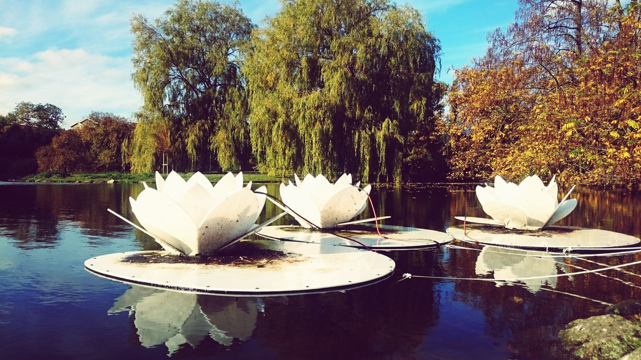 water, tree, lake, reflection, growth, nature, beauty in nature, tranquility, sky, tranquil scene, leaf, waterfront, day, plant, white color, freshness, outdoors, pond, no people, flower