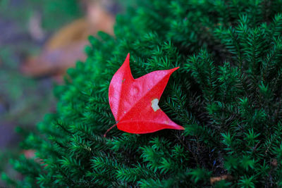 High angle view of maple leaf on field