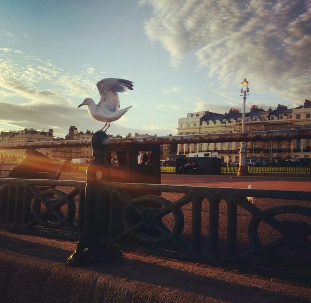 bird, animal themes, sky, one animal, animals in the wild, wildlife, building exterior, built structure, architecture, cloud - sky, transportation, railing, outdoors, city, cloud, street light, street, no people, flying, seagull