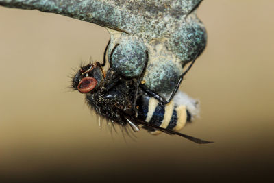 Close-up of insect