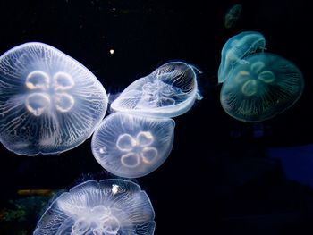 Jellyfish swimming in sea