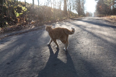 View of a dog on road