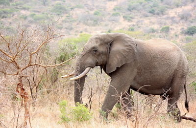 Side view of elephant