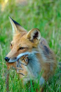 View of an animal on field