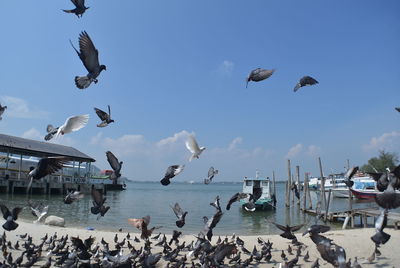 Birds flying over sea against sky