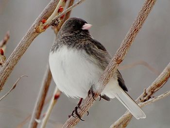 Close-up of bird perching on branch