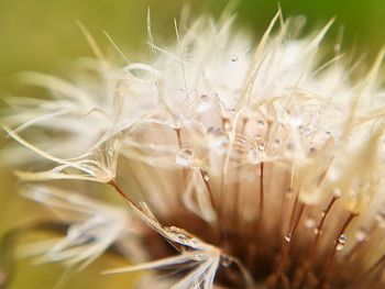 Close-up of white dandelion flower on field