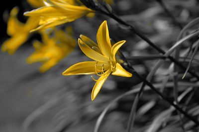 Close-up of yellow flower