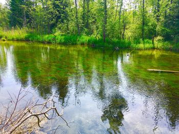 Scenic view of lake in forest