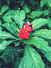 Close-up of red flower blooming outdoors